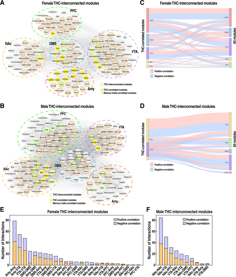 Construction of THC-interconnected module map reveals potential intra- or inter-region molecular circuitries disrupted by THC.A, B Visualization of female (A) and male (B) THC-interconnected modules, which are correlated with THC-correlated modules, with correlation coefficient |r | > 0.5 and p < 0.05. Nodes with filled colors denote modules correlated with THC or memory traits. Nodes with orange borderline depict THC-interconnected modules. C, D Sankey plots of female (C) and male (D) THC-correlated module interactions. Link widths illustrate the number of connections (i.e. module-module correlation with a p-value < 0.05 and correlation coefficient |r | > 0.5) between modules of the two corresponding brain regions. Link colors denote the direction of correlation, with red indicating positive correlation and blue denoting negative correlation. E, F The number of intermodular interactions in THC-interconnected modules in females (E) and males (F). The color indicates the direction of correlation, with red indicating positive correlation and blue denoting negative correlation.