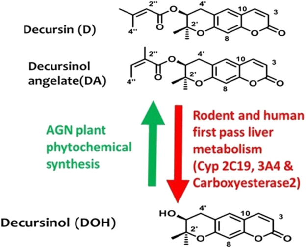 Chemical structures of morphine and the non-opioid alternative, decursinol. Chemical structures of AGN root signature pyranocoumarins in alcoholic extracts and their relationship in AGN plant phytochemical syntheses (Green arrow) vs. in mammalian pharmacology drug metabolism (Red arrow).