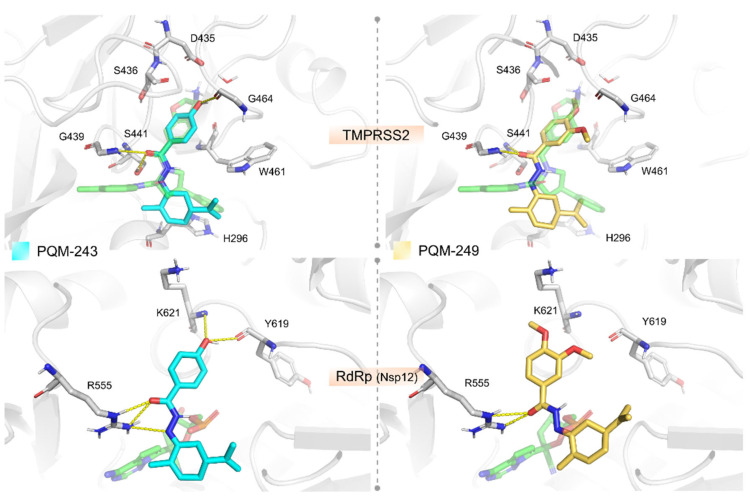 Docking results for compounds PQM-243 (left, cyan sticks) and PQM-249 (right, yellow sticks) against TMPRSS2 (top) and RdRp (bottom), showing key hydrogen bonds (yellow dashed lines). The reference compounds co-crystallized in the receptor structures (PDB codes 6T7P and 7BV2, respectively, for TMPRSS2 and RdRp) are represented as transparent green sticks.