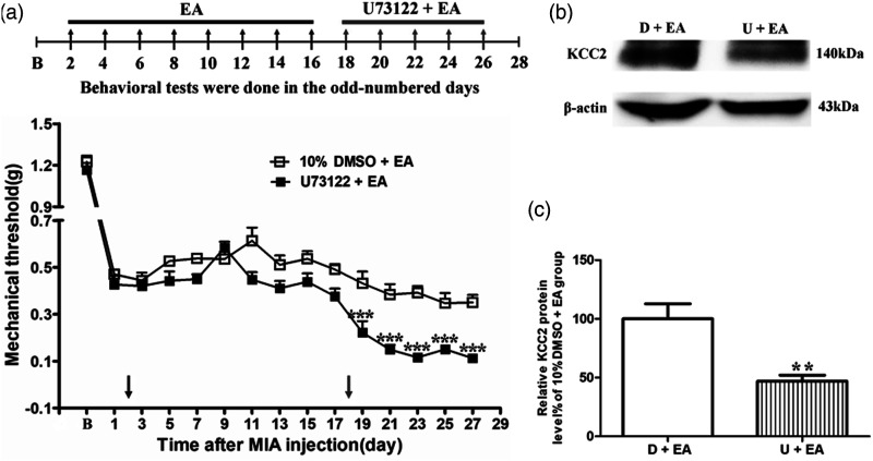 Effects of PLC inhibitor U73122 on EA analgesia and KCC2 expression in the dorsal spinal cord tissues. (a) Schematic show the timeline of EA and U73122 administered. Time course of the effect of PLC antagonist U73122 on tactile withdrawal threshold of EA mice. (b) Representative gel image shows the protein level of KCC2 in dorsal spinal cord tissues obtained from 10% DMSO + EA (D + EA) and U73122 + EA (U + EA). β-actin was used as a loading control. The protein band at 140 kDa corresponds to KCC2. (c) Summary data show the effect of PLC antagonist U73122 on the protein level of KCC2 in dorsal spinal cord tissues. EA was administered for 30 min, once every other day for 4 weeks, starting from 2 days after MIA injection, as indicated by black arrow. The PLC antagonist U73122 (5 nmol) was administered i.t 30 min before EA starting from the 18 days after MIA injection, once every other day for 5 times, as indicated by red arrow. Data are expressed as means ± SME (n = 8 mice in each group (behavioral test); n = 4 mice in each group (western blotting)). ** p < .01; *** p < .001, compared with the 10% DMSO + EA (D + EA) group. KOA: knee osteoarthritis; EA: electroacupuncture; PLC: phospholipase C.
