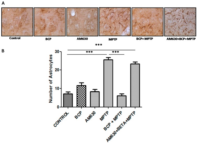 Effect of BCP on MPTP-induced astrocyte activation in the mouse STR. (A) Glial fibrillary acidic protein (GFAP)-IR astrocytes in mouse STR. Scale bar: 200 μm. (B) Stereological cell counts of GFAP-IR astrocyte. The data are presented as mean ± SEM of six individual experiments. *** p < 0.001, CTL vs. MPTP. *** p < 0.001, MPTP vs. BCP+ MPTP. *** p < 0.001, CTL vs. AM630 + BCP + MPTP treatment.