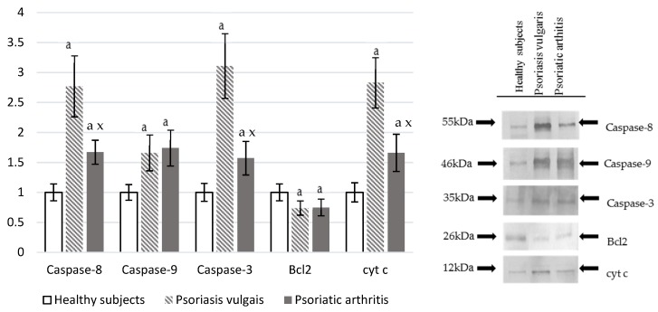 The level of pro-apoptotic proteases (caspase-8, caspase-9, caspase-3) and proteins involved in cell death (Bcl2 and cytochrome c) in granulocytes from healthy subjects (n = 8) and patients with psoriasis vulgaris (n = 16) and psoriatic arthritis (n = 8). a p < 0.05 when compared with healthy subjects. x p < 0.05 when compared with patients with psoriatic vulgaris.