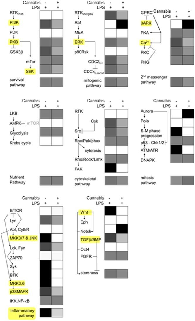 Potentiated signal transduction in PBMCs before and after the intake of medical cannabis. Blood was drawn from three self-reported cannabis-naive volunteers before and 2 h after the drinking of a medical cannabis preparation and stimulated for 10 min with lipopolysaccharide (100 ng/ml 10 min). Subsequently PBMC were isolated and investigated using peptide arrays exhibiting 976 different kinase substrates. Results were collapsed on elective signal transduction categories and expressed in gray scale (representing the fraction of peptides phosphorylated in either condition per pathway. White means no peptides were significantly phosphorylated and black means all phosphorylated substrates were found in one of the conditions). Some of the most prominently affected signal transduction elements have been highlighted in yellow. Note inhibition of pro-inflammatory signaling following medical cannabis use.