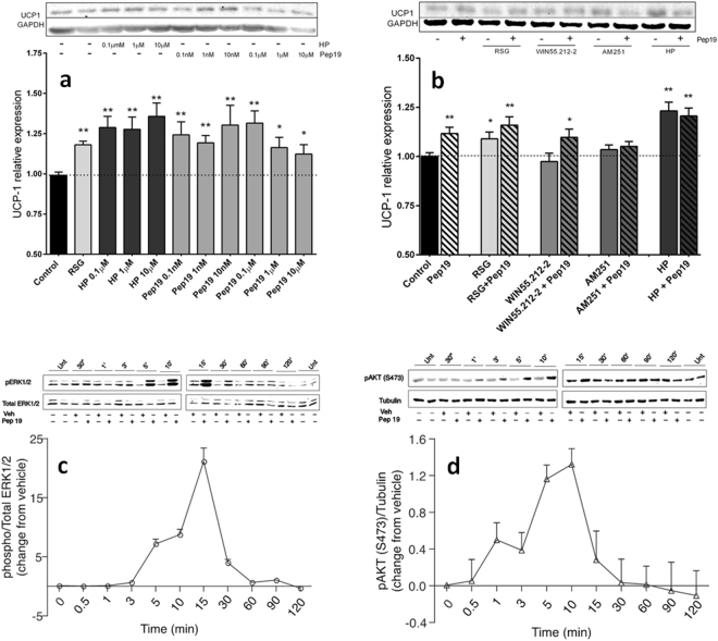 Signaling pathways induced by Pep19 in 3T3-L1 adipocyte cells. Panels a and b: Relative UCP1 expression in 3T3-L1 adipocyte cells. Panel a: Cells were exposed to rosiglitazone (RSG, 5µM), or different concentrations of hemopressin (HP, 0.1–10 µM) or Pep19 (0.1–10 µM). Panel b: 3T3-L1 adipocyte cells exposed to Pep19 (1 µM) for 24 h in the absence or presence of either RSG (5 µM), the CB1R agonist WIN55,212–2 (1 µM), the CB1R antagonist AM251 (1 µM) or the CB1R inverse agonist HP (1 µM). Western blots were conducted using mouse anti-UCP1 antibodies, and anti-GAPDH antibodies were used as loading controls. Panels c and d: 3T3-L1 cells were starved for 16 h in serum-free medium prior to stimulation (vehicle or Pep19, 1 μM) for the indicated time period. Western blots were carried out using: Panel c, mouse monoclonal anti-phosphoERK1/2, and rabbit polyclonal anti-total ERK1/2; Panel d, rabbit phospho-AKT S473 (anti-pAKT, S473) and mouse monoclonal anti-tubulin antibodies. Imaging and band intensity measurements were performed using the Odyssey imaging system (LI-COR, Lincoln, NE) according to the manufacturer’s protocols. Data are representative of three independent experiments that produced similar results. Unt, cells not treated with vehicle (Veh) or peptide 19 (Pep19). The statistical comparisons were performed using Student’s t-test or analysis of variance (ANOVA), followed by ad-hoc Tukey’s test using GraphPad Prism software *p < 0.05; **p < 0.001. Crude Western blot membranes are shown on Supplemental material.