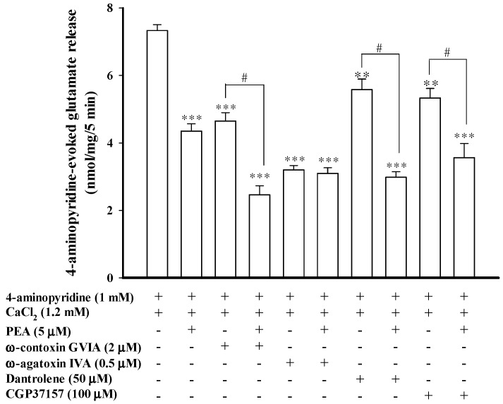 Blockade of Cav2.1 (P/Q-type) channels prevents the inhibitory effect of PEA on 4-aminopyridine-evoked glutamate release. Bar graph showing glutamate release induced by 1 mM 4-aminopyridine in the absence (control) or presence of 5 μM PEA, 2 μM ω-conotoxin GVIA, 2 μM ω-conotoxin GVIA and 5 μM PEA, 500 nM ω-agatoxin IVA, 500 nM ω-agatoxin IVA and 5 μM PEA, 50 μM dantrolene, 50 μM dantrolene and 5 μM PEA, 100 μM CGP37157, or 100 μM CGP37157 and 5 μM PEA. PEA was added 10 min before depolarization, whereas the other drugs were added 30 min before depolarization. Results are mean ± SEM of 5–6 independent experiments. ** p < 0.01, *** p < 0.001 versus control group. # p < 0.05 versus the ω-conotoxin GVIA-, dantrolene- or CGP37157-treated group.