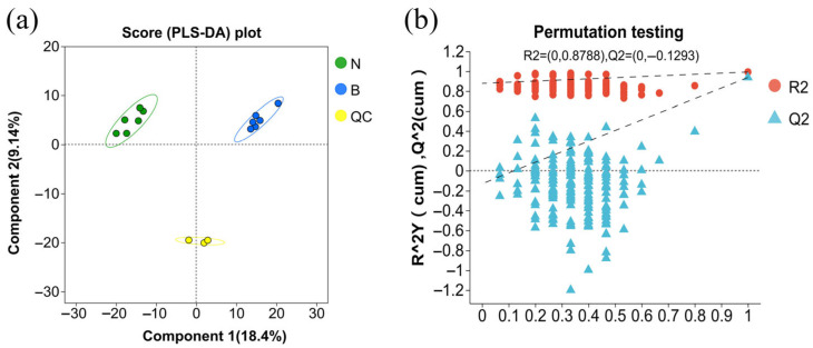Serum PLS-DA score (a) and PLS-DA model validation (b) plots. Note: N: experimental group serum samples, B: control group serum samples, QC: quality control samples, R2: model interpretability, Q2: model predictability. The closer the R2 and Q2 values are to 1, the more stable and reliable is the model.