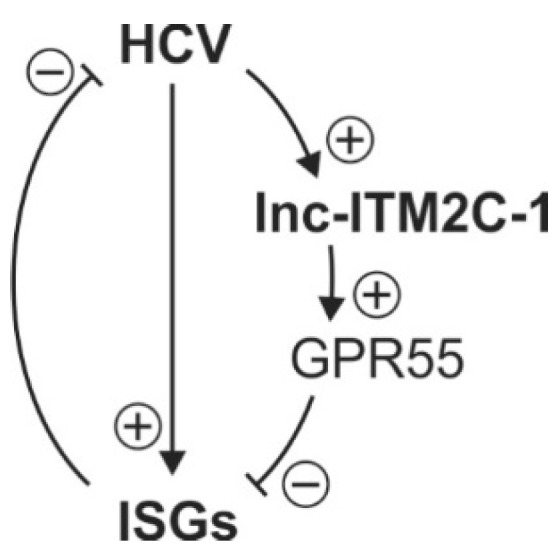 A model depicts the role of lncR 8 and GPR55 during HCV replication. Indicated is that HCV induces lncR 8/lnc-ITM2C-1 expression, while lncR 8 favors HCV replication by regulating its neighboring gene GPR55, which in turn negatively regulates expression of ISGs.