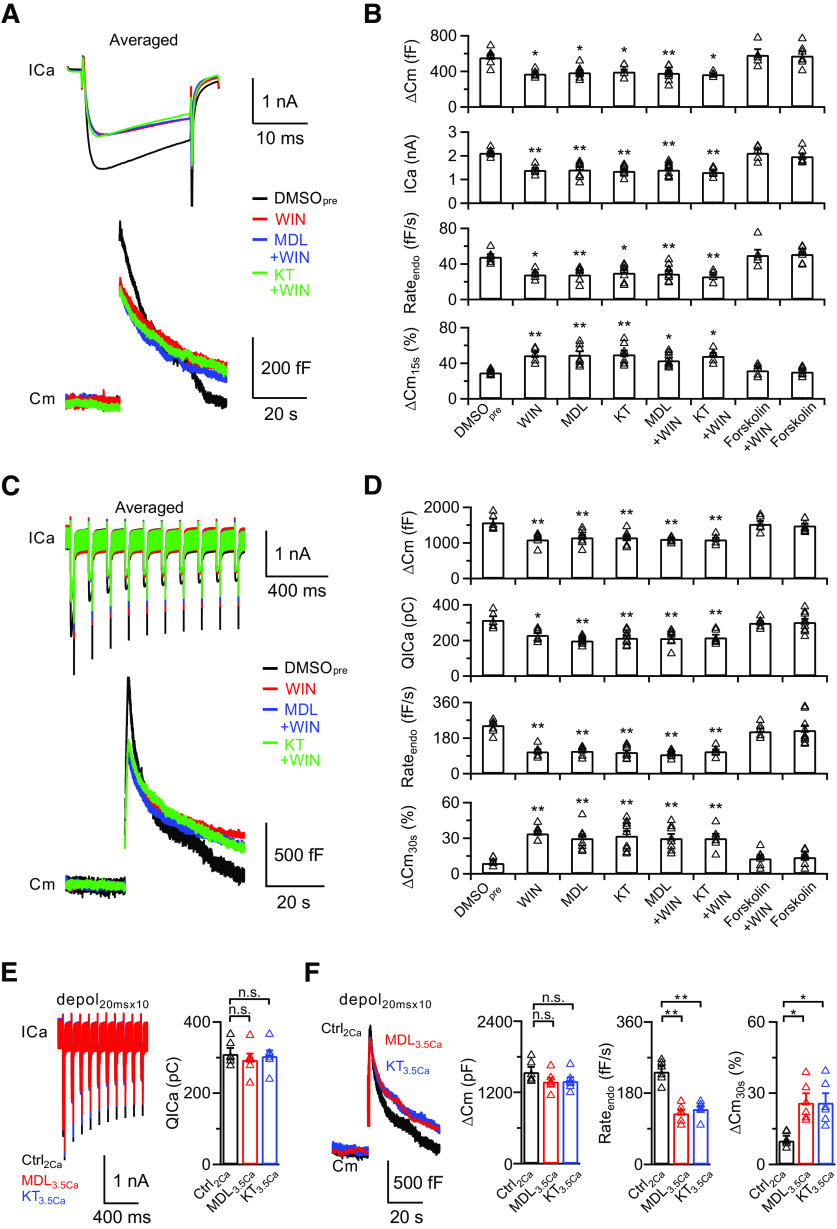 The AC/PKA signaling pathway is involved in the inhibitory effects of BDNF. A, Averaged presynaptic ICa (top) and Cm (bottom) induced by depol20ms in the control (DMSOpre, 0.1% DMSO in the presynaptic pipette solution, black), WIN55212-2 treatment (WIN, red), WIN55212-2 treatment in the presence of MDL 12330A (MDL+WIN, blue), and WIN55212-2 treatment in the presence of KT 5720 (KT+WIN, green) groups. B, Statistics for ΔCm, ICa, Rateendo, and ΔCm15s% from different treatments in extracellular solution (DMSOpre, n = 6; WIN, n = 5; MDL, n = 8; KT, n = 7; MDL+WIN, n = 9; KT+WIN, n = 5; Forskolin+WIN, n = 5; Forskolin, n = 7). p values were calculated using a one-way ANOVA with Bonferroni's multiple comparisons test. *p < 0.05. **p < 0.01. C, D, Similar to A, B, except the stimulation was depol20msx10 (DMSOpre, n = 6; WIN, n = 6; MDL, n = 8; KT, n = 9; MDL+WIN, n = 8; KT+WIN, n = 6; Forskolin+WIN, n = 6; Forskolin, n = 9). *p < 0.05. **p < 0.01. E, Left, Averaged ICa induced by depol20msx10 in the control (Ctrl2Ca, identical to DMSOpre in Fig. 8C, n = 6; black), MDL 12330A treatment with 3.5 mm extracellular calcium (MDL3.5Ca, n = 6; red), and KT 5720 treatment with 3.5 mm extracellular calcium (KT3.5Ca, n = 6; blue) groups. Right, Statistics for QICa using a one-way ANOVA with Bonferroni's multiple comparisons test. F, Left, Averaged Cm induced by depol20msx10 from E. Right, Statistics for ΔCm, Rateendo, and ΔCm30s% using a one-way ANOVA with Bonferroni's multiple comparisons test. *p < 0.05. **p < 0.01. n.s., not significant. Detailed statistical information is provided in Table 1.
