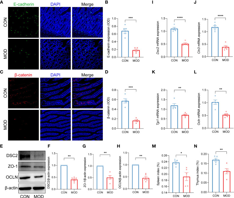 Impaired duodenal mucosal barrier was accompanied with decreased immune organs index. (A-D) Duodenal immunofluorescence staining (A, C) and the relative expression (IOD) of E-cadherin (B) and β-catenin (D) (*** p < 0.001 by unpaired t test with Welch’s correction). (E-H) The WB bands (E) and scaled normalized protein expressions of DSC2 (F), ZO-1 (G) and OCLN (H) (** p < 0.01 by Mann Whitney test). (I-L) The relative mRNA expression of Dsc2 (I), Cln3 (J), Tjp1 (K) and Ocln (L) (** p < 0.01, **** p < 0.0001 by unpaired t test with Welch’s correction). (M, N) Indexes of spleen (M) and thymus (N) (* p < 0.05, ** p < 0.01 by unpaired t test with Welch’s correction). The circles on the bar plots represent individual values with mean ± SEM (bars) (n = 5 rats/group).