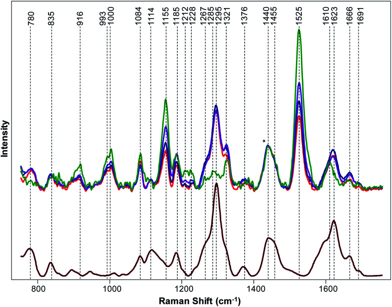 Top: Raman spectra collected form hemp (green), GC (purple), TCC (blue) and TS (red). Bottom: Raman spectrum of THCA extract (maroon). Spectra normalized on CH2 vibrations (1440 and 1455 cm−1) that are present in nearly all classes in biological molecules (marked by asterisks (*)).