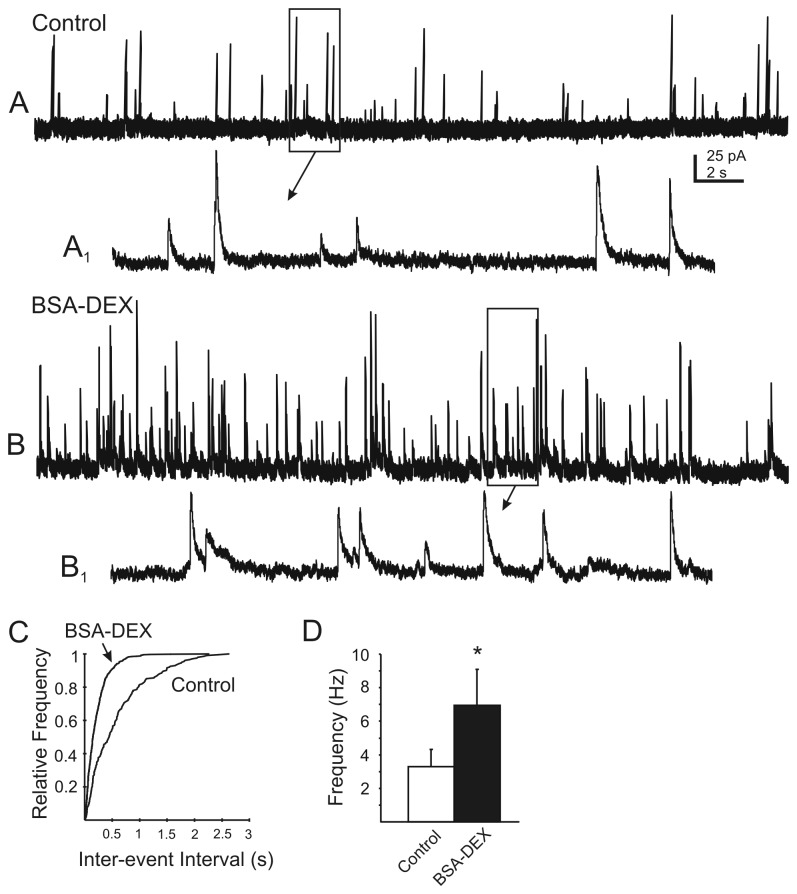 The membrane impermeant BSA-conjugated DEX enhanced mIPSC frequency, suggesting activation of a nonclassical membrane-associated glucocorticoid receptor. A. Continuous recording of mIPSCs observed at holding potential of -10 mV. B. mIPSCs recorded after application of a membrane-impermeable, BSA-conjugated DEX (10 µM). A1 and B1 are temporally-expanded, 2 s sections from boxed areas of traces A and B above (arrows). C. Cumulative plots of the inter-event interval distribution for mIPSCs before and after application of BSA-conjugated DEX from the recording in A and B (P<0.05; K–S test). D. Changes in mIPSC frequency in responsive DMV neurons after 3 min application of BSA-conjugated DEX (10 µM; n=7; p<0.05).