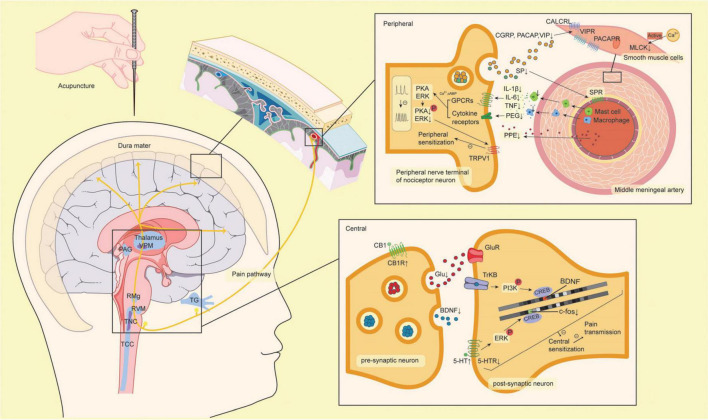 The mechanism of acupuncture protecting from neuroinflammation and neuronal sensitization of migraine. The yellow line through the brain represents the pain pathway. The factors are shown with up and down arrows, which represent up- or down-regulation from acupuncture. The pathways with minus on the line are inhibited by acupuncture. 5-HT, 5-hydroxytryptamine; 5-HTR, 5-hydroxytryptamine receptor; BDNF, brain-derived neurotrophic factor; TrkB, tropomyosin kinase B; CB1, cannabinoid 1; CB1R, cannabinoid 1 receptor; CGRP, calcitonin gene-related peptide; CALCRL, calcitonin receptor-like receptor; COX2, cyclooxygenase-2; CREB, cyclic adenosine monophosphate response element binding protein; ERK, extracellular signal-regulated kinase; Glu, glutamate; GluR, glutamate receptor; GPCRs, G protein-coupled receptors; IL-1β, interleukin-1β; IL-6, interleukin-6; MLCK, myosin light chain kinase; PACAP, pituitary adenylate cyclase-activating polypeptide; PACAPR, pituitary adenylate cyclase-activating polypeptide receptor; PAG, periaqueductal gray; PGE2, prostaglandin E2; PI3K, phosphoinositide 3-kinase; PKA, protein kinase; PPE, plasma protein extravasation; RMg, raphe magnus nucleus; RVM, rostroventromedial medulla; SP, substance P; SPR, substance P receptor; TCC, trigeminocervical complex; TG, trigeminal ganglion; TNC, trigeminal nucleus caudalis; TNFα, tumor necrosis factor α; TRPV1, transient receptor potential vanilloid 1; VIP, vasoactive intestinal peptide; VIPR, vasoactive intestinal peptide receptor; VPM, ventro-posterior medial thalamic nucleus.