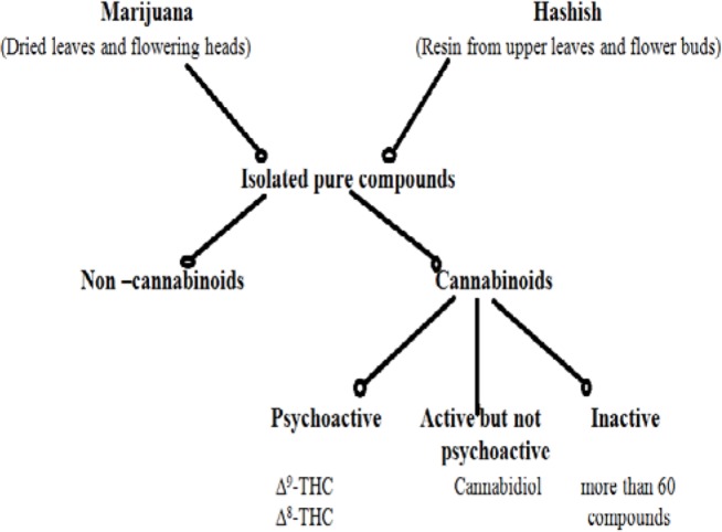 Chemical Components of Cannabis