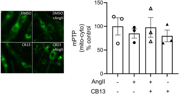 Mitochondrial permeability transition pore (mPTP) was not altered by AngII treatment. NRAM treated with AngII did not undergo changes in mPTP opening. Calcein fluorescence was measured as the contrast between the cytosol and mitochondrial puncta. Serum-deprived NRAM were pre-treated with CB13 (1 μM, 1 h) in the presence or absence of compound C (1 μM, 1 h), followed by treatment with AngII (10 μM). All treatments remained in media for 24 h. Results are presented with representative fluorescent images. Data are presented as mean ± SEM. n = 3.