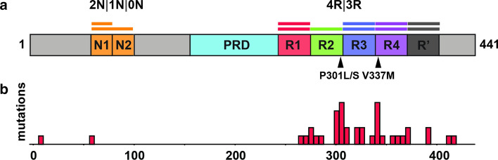 Tau protein. a Domain organization of tau brain isoforms. Schematic of the 441 residue 2N4R tau isoform highlighting the domains (N1, N2 and R2) which define the isoforms. The tau repeats are colored red (R1; residues 244–274), green (R2; residues 275–305), blue (R3; residues 306–336), purple (R4; residues 337–368) and dark grey (R’; residues 369–400). The proline-rich domain (PRD) is colored in light blue and the N1 and N2 domains are colored in orange. Two key disease-associated mutations are highlighted by arrows: Proline301 to serine or leucine mutations and valine337 to methionine. b Disease-associated mutation frequencies found in human tauopathies. Most mutations are found within the repeat domain