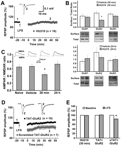 Cannabinoid likely induces in vivo LTD in VTA dopamine neurons.(A) LFS did not induce LTD 30 min after the fifth HU210 injection. (B) A selective decrease of surface/whole cell ratio of GluR2 occurred 30 min, but not 24 h, after the fifth HU210 injection, relative to vehicle treatment (n = 3). * p<0.05 versus vehicle. (C) The top panel shows sample EPSCs in neurons from naive animals, animals killed 30 min after vehicle injection or animals killed 30 min or 24 h after the fifth daily HU210 injection; the graph shows peak AMPAR- and NMDAR-mediated EPSCs expressed as a ratio. One-way ANOVA: F 3,32 = 4.471, p<0.05. * p<0.05 versus naïve, vehicle or 24 h. (D) Pretreatment with TAT-GluR2, but not scrambled TAT-GluR2, disrupted LFS-induced LTD in VTA slices prepared 1 day after the fifth HU210 injection. (E) Bar graphs summarize data shown in A and D. * p<0.05 versus baseline. HU210 (30 min), midbrain slices were prepared 30 min after the final HU210 injection; sTAT-GluR2, scrambled TAT-GluR2.