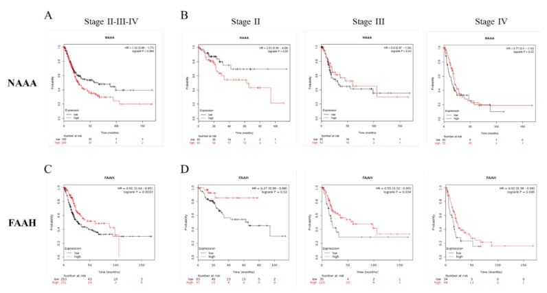 High NAAA and low FAAH levels correlate with poor prognosis. Kaplan–Meier plots of patients with bladder cancer were drawn considering the high or low NAAA and FAAH gene expression levels on the overall population (A and C) or on the single stage (B and D).