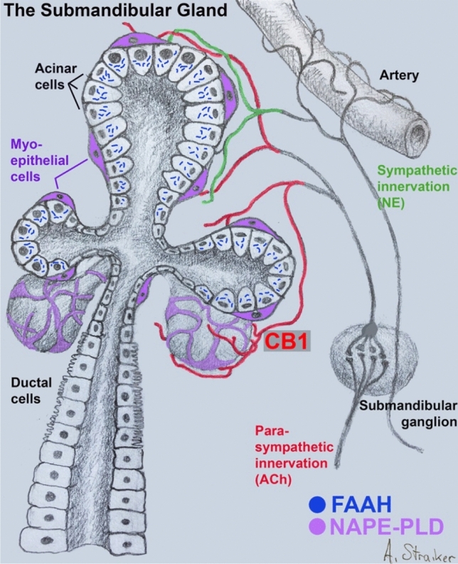 CB1 signaling system in submandibular gland. Schematic of submandibular gland showing acinar and ductal epithelial cells as well as enveloping myoepithelial cells (violet). CB1 receptors (red) are seen on the axons of parasympathetic neurons originating in the submandibular ganglion. FAAH, restricted to acinar cells, metabolizes acylethanolamines, including anandamide. NAPE-PLD likely resides in myoepithelial cells.