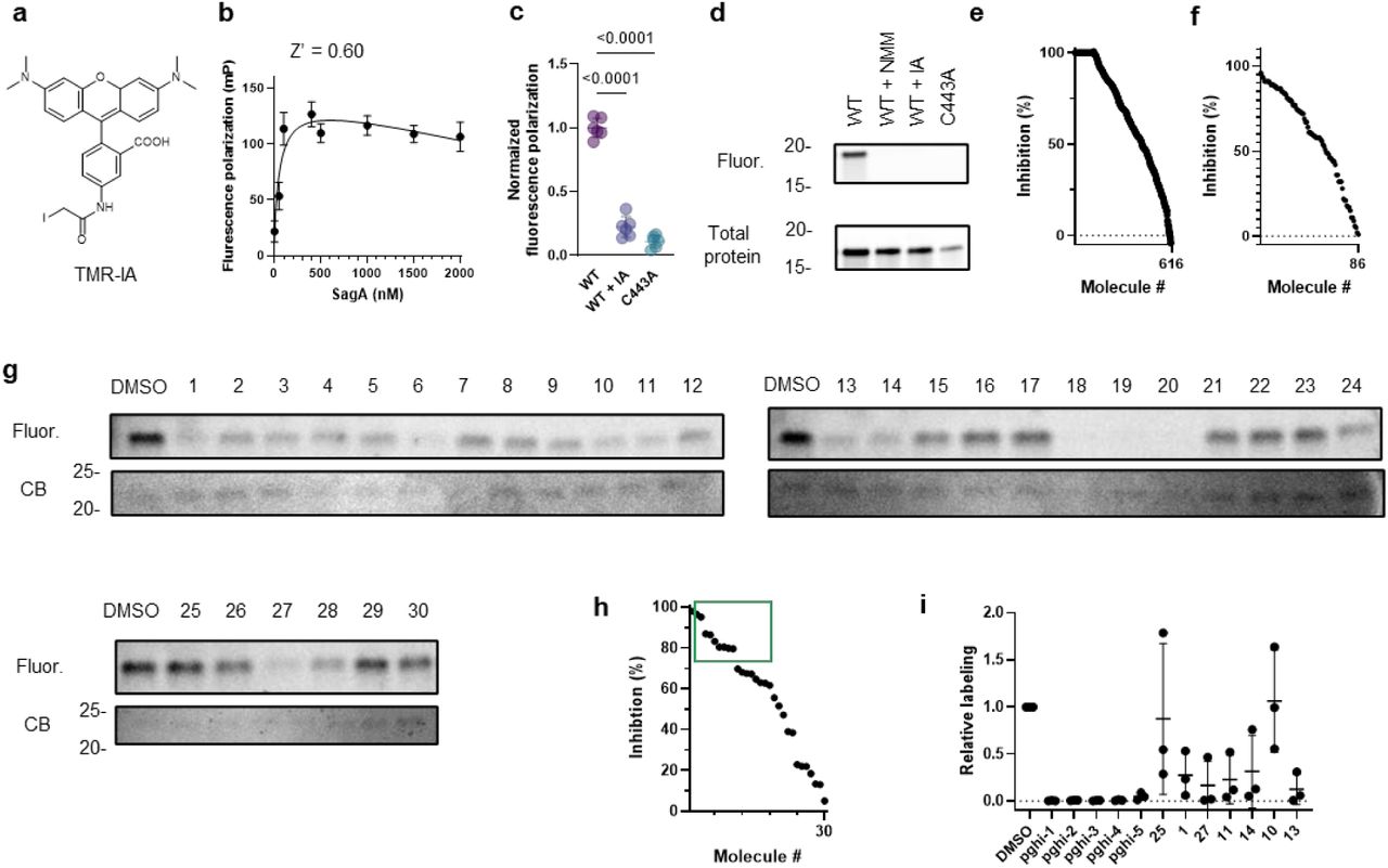 Validation of sulfonyl fluorides as SagA inhibitors.a, Structure of TMR-IA probe. b, Fluorescence polarization of TMR-IA (20 nM) with increasing concentration of recombinant SagA after 30 min incubation at room temperature in 384-well format. Z’ factor > 0.5 indicates the assay is suited for high-throughput screening. c, Fluorescence polarization (FP) assay for evaluating SagA (500 nM) cysteine reactivity with TMR-IA probe (20 nM) in 384-well format. FP signal was depleted when SagA was co-treated with non-specific cysteine-active iodoacetamide (IA, 1 mM) and TMR-IA (20 nM); or inactive SagA_C433A was treated with TMR-IA (20 nM). Data is mean ± S.D. and analyzed by one-way ANOVA, n=6 biological replicates. d, Gel of recombinant SagA (500 nM) treated with TMR-IA (50 nM) separated by SDS-PAGE and visualized by fluorescence. Fluorescent bands were absent when SagA was co-treated with non-specific cysteine-active N-methylmaleimide (NMM, 1mM), iodoacetamide (IA, 1 mM). TMR-IA treatment failed to produce fluorescent band of recombinant inactive mutant SagA_C443A (C433A). Stain-free imaging serves as total protein loading control. e, Plot of primary screen using competitive FP assay and TMR-IA probe. TMR-IA-treated inactive mutant SagA_C433A treated was used as lower limit of FP signal. Note: some molecules produce FP signal lower than SagA_C433A resulting in inhibition >100% that were assigned as 100% inhibition f, Plot of secondary screen of 86 molecules using competitive gel-based assay and TMR-IA probe. Inhibition (%) was calculated as TMR-IA competition relative to DMSO control, n=1. g, Gels of validation of 30 sulfonyl fluorides. Recombinant SagA (0.5 µM) treated with sulfonyl fluorides (50 µM), followed by TMR-IA (50 nM), separated by SDS-PAGE and visualized by fluorescence. Coomassie blue (CB) staining served as total protein control. h, Plot of validation of 30 molecules using competitive gel-based assay and TMR-IA probe. For f, h inhibition (%) was calculated as competition with TMR-IA relative to DMSO control, n=1. i, Plot of revalidation of 12 most active sulfonyl fluorides (green box in e) using competitive gel-based assay. Data are mean labeling values relative to DMSO ± S.D, n=3 biological replicates.