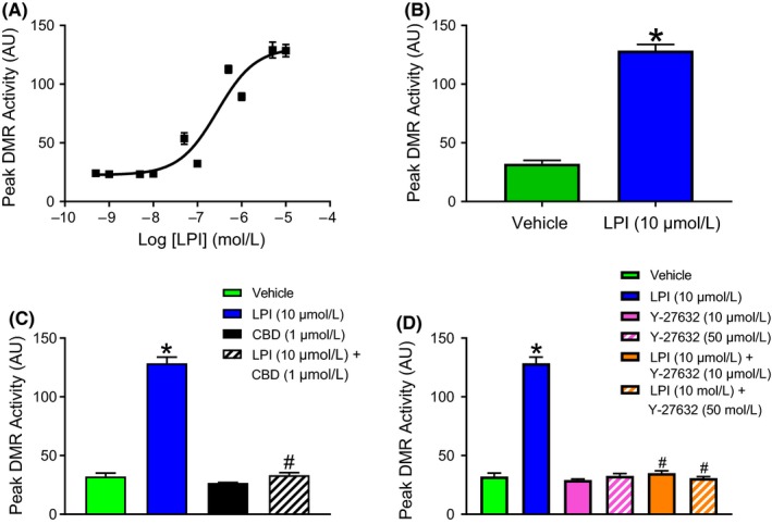 The DMR response to LPI in human iPSC cardiomyocytes is identical to that seen in murine iPSC cardiomyocytes and is similarly inhibited by the GPR55 antagonist CBD and the ROCK inhibitor Y‐27632. LPI (1 nmol L−1‐30 μmol L−1) produced a concentration‐dependent increase in peak DMR response in human iPSC cardiomyocytes (Panels A & B). Both CBD (1 μmol L−1; Panel C) and Y‐27632 (10 & 50 μmol L−1; Panel D) markedly reduced the peak DMR response to LPI (10 μmol L−1). ATP (100 μmol L−1) was employed as a positive control in all experiments. Values are shown as mean ± SEM; n = 4 experiments performed using separate cell preparations for all groups. *P < 0.001 vs vehicle; # P < 0.001 vs LPI alone. AU = Arbitrary Units