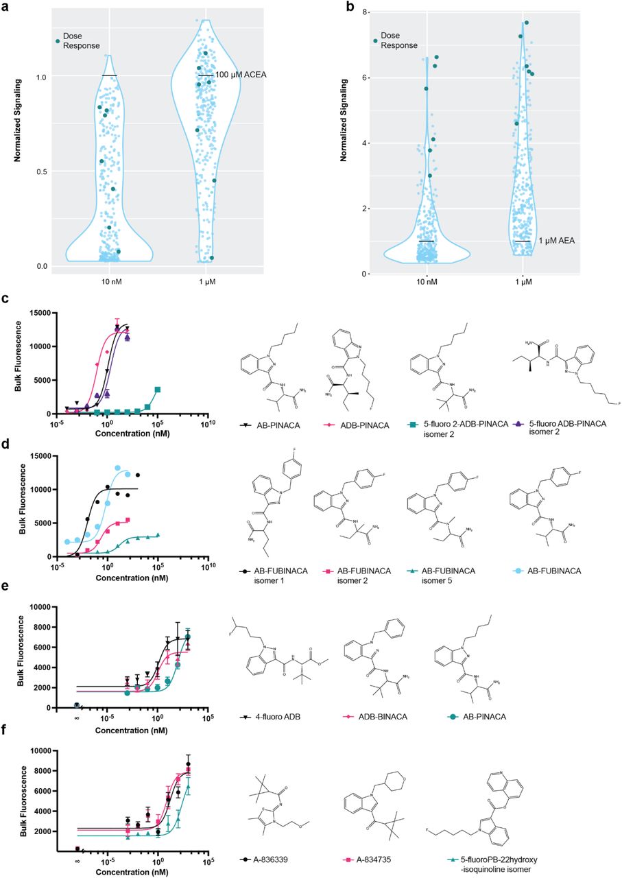 Screen of cannabinoid receptors with a synthetic cannabinoid compound library.(A) Screen of CB1R with synthetic cannabinoid compounds at 1 μM and 10nM concentrations. Signaling was normalized to signaling with 100 μM ACEA, set at “1”. “Dose response” compounds were those chosen for further analysis by dose response. (B) Screen of CB2R with synthetic cannabinoid compounds at 1 μM and 10nM concentrations. Signaling was normalized to signaling with 1 μM AEA, set at “1”. “Dose response” compounds were those chosen for further analysis by dose response. (C) Dose responses with FUBINACA compounds. AB-FUBINACA, EC50=0.66 nM, 95% CI 0.35 to 1.14 nM; AB-FUBINACA isomer 1, EC50=0.01 nM, 95% CI 0.01 to 0.02 nM; AB-FUBINACA isomer 2, EC50=0.23 nM, 95% CI 0.1356 to 0.42 nM; AB-FUBINACA isomer 5, EC50=15.86 nM, 95% CI 7.63 to 38.36 nM. (D) Dose responses with PINACA compounds. AB-PINACA, EC50=1.21 nM, 95% CI 0.96 to 1.52 nM; ADB-PINACA, EC50=0.09 nM, 95% CI 0.05 to 0.14 nM; 5-fluoro ADB-PINACA isomer 2, EC50=2.25 nM, 95% CI 1.26 to 3.97 nM. (E) Dose responses with select synthetic cannabinoids. A-836339, EC50=16.3 nM, 95% CI 3.53 to 186 nM; A-834735, EC50=7.42 nM, 95% CI 2.12 to 22.2 nM; 5-fluoro PB-22 5-hydroxyisoquinoline isomer, EC50=216 nM, 95% CI 66.3 to 1300 nM. (F) Dose responses with select synthetic cannabinoids. 4-fluoro ADB, EC50=1.35 nM, 95% CI 0.274 to 5.03 nM; ADB-BINACA, EC50=1.15 nM, 95% CI 0.254 to 4.87 nM; AB-PINACA, EC50=107 nM, 95% CI 42.1 to 251 nM.