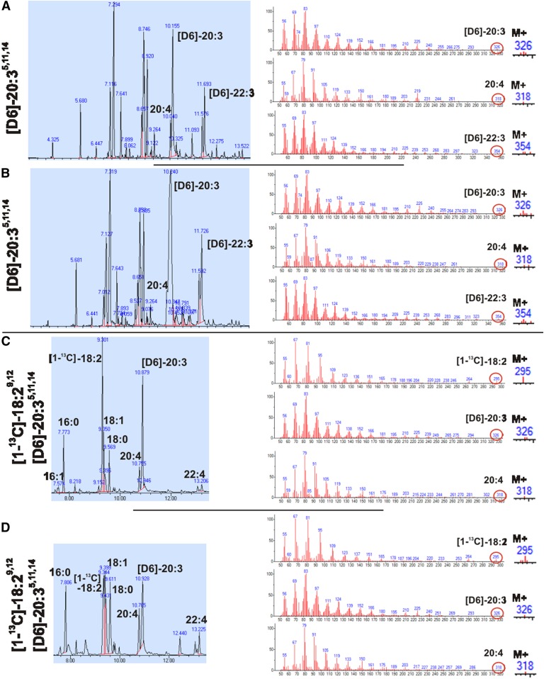 Position specificity of FADS2 activity and absence of Δ8-desaturase activity. A, B: GC-MS of FAMEs of total lipids of mock-transfected (A) and fads2-transfected (B) HEK293 cells incubated with [D6]ω6-sciadonic acid. C, D: WT (C) and fads2−/− (D) MEFs incubated with [1-13C]ω6-linoleic acid and [D6]ω6-sciadonic acid.