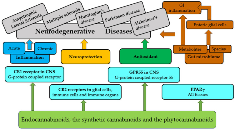 Brief overview of pathways of cannabinoid effects.