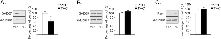 Long-term effects of chronic THC exposure during adolescence on mPFC GABAergic markers. (A) Representative western blot for GAD67 expression in the mPFC (left). A significant decrease in GAD67 expression is observed between adolescent VEH and adolescent THC pretreated rats. (B) Representative western blot for GAD65 expression in the mPFC (left). No significant changes in GAD65 were found between groups. (C) Representative western blot for parvalbumin (PV) expression in the mPFC (left). No significant changes in PV were found between groups. n = 8 rats, t-tests; *Indicated p < 0.05. Error bars represent the standard error of the means (SEMs). Western blots for GAD 67, GAD65 and parvalbumin levels are shown in Supplementary Figure 1.
