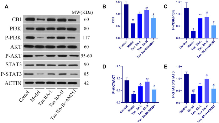 Expressions of CB1, PI3K, AKT and STAT3 were detected using western-blot assay. (A) Western-blot stripes. (B) CB1/ACTIN: model (##p < 0.01) vs. control; Tan IIA-L + AM251 groups (#p < 0.05) vs. control; Tan IIA-L (*p < 0.05) vs model; Tan IIA-H (**p < 0.01) vs model. (C) P-PI3K/PI3K:model (#p < 0.05) vs. control; Tan IIA-L + AM251 groups (#p < 0.05) vs. control; Tan IIA-L (**p < 0.01) vs. model; Tan IIA-H (**p < 0.01) vs model. (D) P-AKT/AKT: model (##p < 0.01) vs. control; Tan IIA-L + AM251 groups (#p < 0.05) vs. control; Tan IIA-L (*p < 0.05) vs model; Tan IIA-H (**p < 0.01) vs. model. (E) P-STAT3/STAT3:model (##p < 0.01) vs. control; Tan IIA-L + AM251 groups (#p < 0.05) vs. control; Tan IIA-L (*p < 0.05) vs. model.