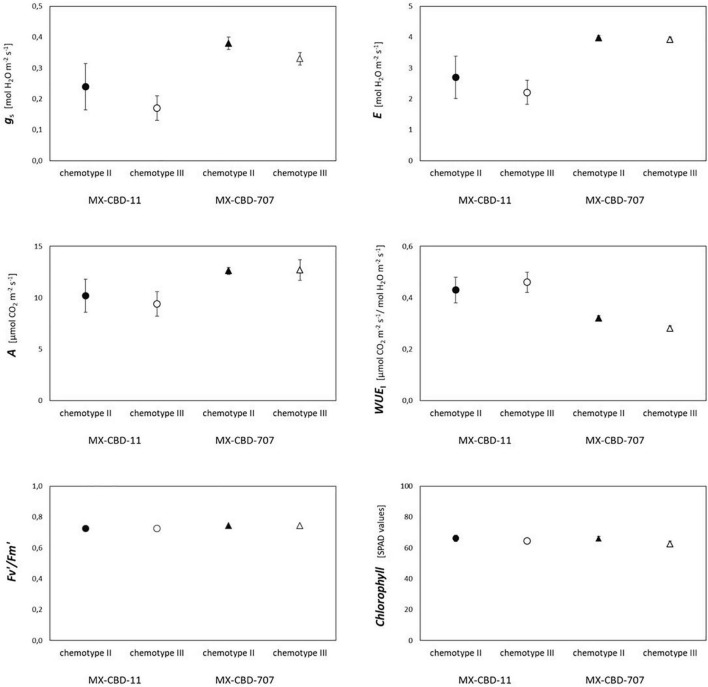 Photosynthetic traits of two breeding populations of medical cannabis MX-CBD-11 and MX-CBD-707. The data are presented as the mean ± standard error (N = 5).