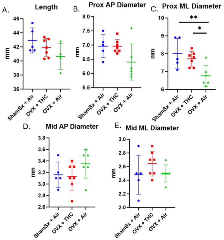 Caliper measurements. Dot plots (mean line + SD) showing femoral (A) length, (B) proximal medial-lateral diameter, (C) proximal anterior–posterior diameter, (D) mid-diaphysis medial-lateral diameter, (E) mid-diaphysis anterior–posterior diameter. Significant differences between treatment groups (ANOVA) are indicated by lines. * p < 0.05; ** p < 0.005.