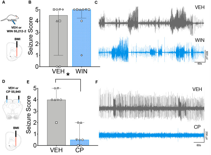 Intracollicular, but not systemic cannabinoid (CB) receptor activation suppresses seizures evoked from Area Tempestas (AT). (A) Seizures were evoked by injection of the GABA-A receptor antagonist, bicuculline methiodide (BMI) into the AT after systemic administration of VEH or WIN 55,212-2. (B) Behavioral seizure severity under the vehicle (VEH) and WIN treated conditions did not differ. (C) Representative electrographic seizures from the same subject under VEH and WIN treated conditions, showing multiple high amplitude events and isolated interictal spiking. (D) Seizures were evoked by injection of BMI into the AT following either VEH or CP infusion into the DLSC. (E) Seizure severity was significantly reduced by CP infusion into the DLSC. (F) Representative electrographic activity following treatment of the DLSC with VEH (top) and CP (bottom) from the same subject, showing that behavioral seizure suppression co-occurred with suppression of electrographic seizure activity. Bars show median and interquartile range, symbols show individual subjects. *p < 0.05.