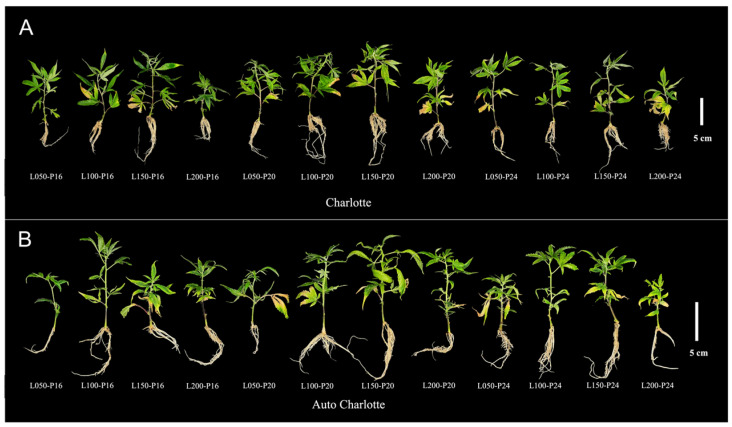 Growth status of Charlotte (A) and Auto Charlotte (B) plantlets under different combinations of light intensity and photoperiod. L represents light intensity, and P represents photoperiod.