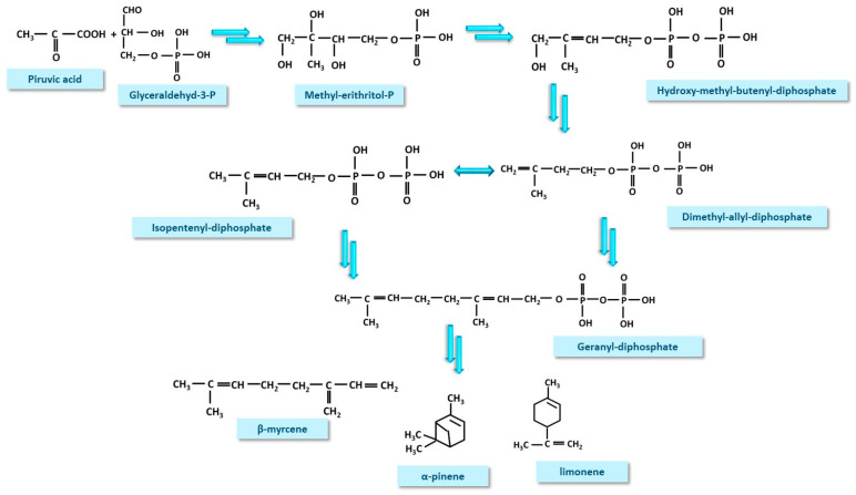 Methyl-erythritol phosphate (MEP) pathway displays, in the first phase, a common route to obtain geranyl-diphosphate. Geranyl-diphosphate serves further as precursor for all routes, except the phenyl-propanoid (PP) pathway. The final products of MEP are monoterpenoids.