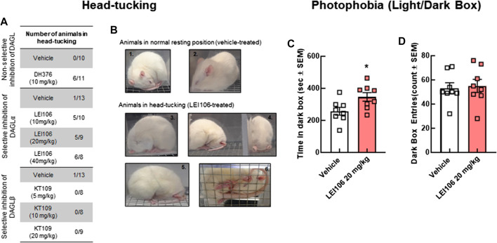 DAGLα inhibition induces non-allodynic measures of pain linked to headache in female rats. The animals treated with non-selective inhibitor, DH376 (10 mg/kg, IP) or DAGLα-selective, LEI106 (10, 20, and 40 mg/kg, IP) showed spontaneous pain-related behavior, known as head-tucking. After injection of DAGLβ inhibitor, KT109, head-tucking behavior was not observed. The number of animals, showing head-tucking/total number of animals in each treatment group (A), representative photographs about animals in normal resting position (B1,B2) after vehicle-injection, and in head-tucking-position (B3–B6) after treatment with LEI106. In light-dark box experiment, female rats administered LEI106 (20 mg/kg, IP) spent significantly more time in the dark chamber as compared to the light side (C). However, there was no significant differences in the number of entries (D). Data are expressed mean ± SEM (n = 8), Student’s t-test, *p < 0.05, ns, non-significant.