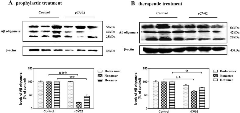 rCV02 reduced the levels of soluble Aβ oligomeric species in the brains of 3 × Tg-AD mice.3 × Tg-AD mice were immunized with rCV02 at 3 months (prophylactic; panel A) or 12 months (therapeutic; panels B) of age. The brains were collected for evaluation at 19 months and 21 months of age, respectively. The 6-, 9- and 12-mers (28, 42 and 56 kDa) of Aβ in soluble fractions of brain homogenates were detected by Western blot analysis using the 6E10 monoclonal antibody; representative images are shown (lanes 1–3, non-vaccinated control 3 × Tg-AD; lanes 4–6, rCV02-vaccinated 3 × Tg-AD). Densitometry calculations were performed using Image J and normalized to β-actin. Data represent the mean ± SD for each group. Statistically significant differences were determined by Student’s t-test. *p < 0.05, **p < 0.01, compared with the control group (3 × Tg-AD).