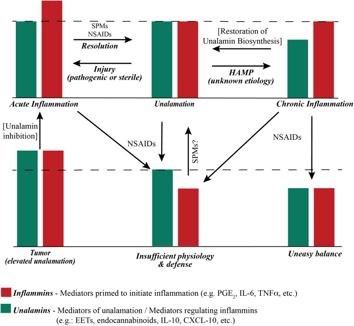 Functional stoichiometry of ‘inflammatory’ and ‘anti-inflammatory’ mediators. The dashed line represents the theoretical optimum functional (not actual concentration) balance between inflammins and unalamins for homeostasis. An ad-hoc increase in the function of inflammins from injury results in acute inflammation and immune response. Resolution of acute inflammation is mediated by pre-programmed biosynthesis of Specialized Pro-resolving Mediators (SPM) following adaptive immune response to injury. Resolution of acute inflammation is further assisted by Non-Steroidal Anti-Inflammatory Drugs (NSAIDs) that inhibit the biosynthesis of prostaglandins. A reduction in the functional level of unalamins also results in inflammation. If such reduction of unalamins is temporary, the result is still acute inflammation. However, a sustained lowering of the functional unalamin levels results in chronic inflammation. Either way it is a Homeostasis Altering Molecular Process (HAMP). NSAIDs can be employed to reduce the biosynthesis of inflammins in chronic inflammation to bring them in balance with unalamins. However, the system would be at sub-optimal level of inflammin-unalamin functional balance (i.e. below the theoretical optimum) and could reflect in sub-par physiological function for homeostasis. An ideal anti-inflammatory drug to treat chronic inflammation would be one that stimulates functional unalamin levels without affecting inflammins. It is possible that NSAIDs could also stimulate unalamin biosynthesis. However, limited success of NSAIDs in treating chronic inflammation suggests otherwise. Both unalamins and inflammins are present in tumor microenvironment at higher levels compared to normal tissues (55–57). This could lead to enhanced angiogenesis and cell proliferation, in other words, tumor growth. Targeted inhibition of unalamin biosynthesis in tumor tissue could lead to acute inflammation in the tumor microenvironment and trigger an immune response followed by resolution to restore homeostasis, i.e. ideal cancer therapy.