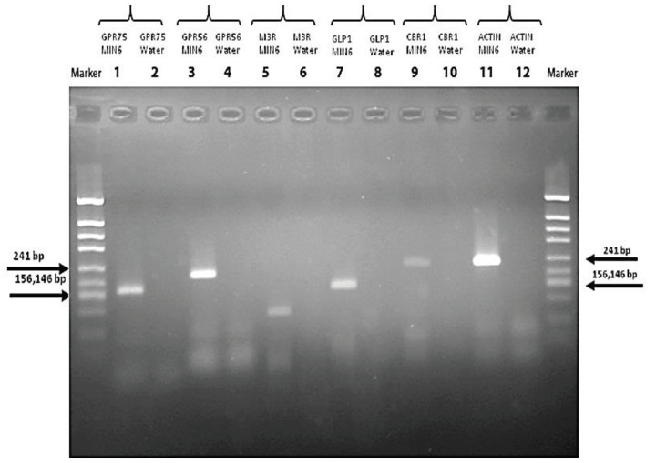 MIN6 pancreatic β-cell mRNA expressions of the receptors G-protein coupled receptor 75 (GPR75), G-protein coupled receptor 56 (GPR56), muscarinic acetylcholine receptor (M3R), glucagon-like peptide-1 receptor (GLP1R), cannabinoid receptor 1 (CB1R), and actin.