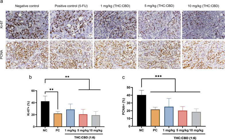 The immunoexpression of anti-proliferative markers (Ki-67 and PCNA) (a), and anti–apoptotic markers (BAX, BCL-2, Caspase-3, Caspase-8, and p53) (d) among the NC group, PC group, and cannabinoids–treated groups at a dose of 1, 5, and 10 mg/kg BW. The intranuclear labeling of Ki–67, PCNA, Caspase-3, and p53; intracytoplasmic labeling of BAX, BCL-2 in the xenograft tumors were displayed as brown color (DAB labeled, Mayer’s hematoxylin counterstained, 40×, scale bar = 50 µm). The expression levels of protein Ki-67 (b), PCNA (c), BAX (e), BCL–2 (f), BAX/BCL-2 ratio (g), Caspase-3 (h), and p53 (i) among the NC group, PC group, and cannabinoids–treated groups at a dose of 1, 5, and 10 mg/kg BW. The values were presented as mean ± SD. **p < 0.05; ***p < 0.01; ****p < 0.001 (Kruskal–Wallis test).
