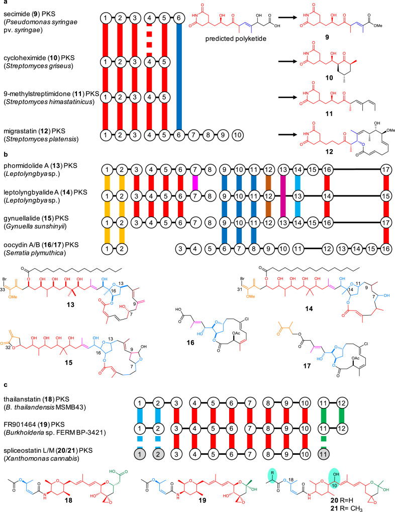Conserved motifs identified in PKSs for glutarimides, phormidolides, oocydins, and spliceostatins and their corresponding metabolites.a Selected glutarimide-type PKSs. b Phormidolide-type and oocydin PKSs. c Spliceostatin-like PKSs. Conserved PKS module blocks and corresponding polyketide moieties are shown in the same colors. Vertical lines in PKS representations: KSs that cluster together in a phylogenetic tree; black horizontal lines: PKS protein scaffold; gray circles: PKS modules that harbor matching KS domains and domain architecture, but were identified on other, disconnected contigs in the genomic data; discontinuous vertical lines: manually assigned phylogenetic match, green highlights: structural differences compared to previously described spliceostatins.