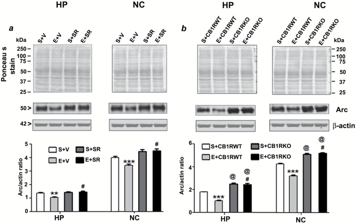 Pre-administration of SR141716A or genetic deletion of CB1Rs provides protection against ethanol-induced inhibition of Arc expression in the adult mouse brain. (a) Hippocampal and neocortical total extracts from the four treatment groups (S+V, E+V, S+SR, and E+ SR) were processed for Western blot to analyze the levels of Arc protein (n = 8 mice/group; **p < 0.01; ***p < 0.001 vs. S+V; #p < 0.001 vs. E+V). (b) To determine the Arc protein levels in P7 saline and ethanol-treated adult CB1RWT and KO mice samples, the hippocampal and neocortical total extracts were subjected to Western blot analyses. The representative blots are shown for the hippocampal and cortical cytosolic extracts (n = 5 mice/group; ***p < 0.001 vs. S+CB1RWT; #p < 0.001 vs. E+CB1RWT; @p < 0.001 vs. S+CB1RWT). Ponceau S staining and β-actin was used as a loading control. Two-way ANOVA with Bonferroni’s post hoc tests was used for statistical analysis. Each point is the mean ± SEM. HP, hippocampus; NC, neocortex.