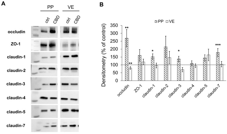 Expression of tight junction proteins after 6 h of incubation with 40 µM of CBD in Peyer’s Patch (PP) and villus epithelium (VE). (A) Western blots and (B) Densitometry of tight junction proteins (Kruskal–Wallis test, * p < 0.05; ** p < 0.01; *** p < 0.001; n = 5–7). The CBD-treated group is compared to controls, which were set to 100% and are shown as the dotted line.