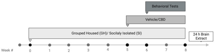 Study design. Middle-aged female rats were randomly group-housed (GH) or socially isolated (SI) for a total of eight weeks. At the beginning of the fifth week, they were injected daily with vehicle or cannabidiol (CBD; 10 mg/kg, i.p.) until the end of the experiment. During the last two weeks, a battery of behavioral tests was conducted: the open field (day 42), the Morris water maze (days 45–49), and the forced swim test (days 55–56). All rats were exposed to the same battery of behavioral tests. The tests occur under dim lighting (15–20 lx) and take place between 9:00 and 13:00 h. Twenty-four hours after the last behavioral test (day 57), brains were removed for ELISA analysis of BDNF in the PFC, ventral subiculum, CA1, NAc, and BLA. The sample size was based on previous studies in our lab using a stress model and similar behavioral tests in rats [82].