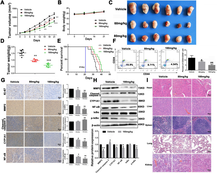 Effects of THC on tumor progression in MCF-7 tumor-bearing mice. A The MCF-7 tumor growth curves of different groups within the treatment process. B Variation of mice body weight of different groups within treatment progress. C Representative image of MCF-7 tumors of different groups at the termination of the experiment. D MCF-7 tumor weight of different treated groups at the termination of experiment. E Survival time of MCF-7 tumor-bearing mice of different treated groups at the termination of experiment. F The number of tumor stem cell-like cells (CD44+ CD24−) in tumor tissues of mice after THC administration. G Immunohistochemistry analysis of Ki-67, MMP-2, Cleaved caspase-3 and CYP1A1 of MCF-7 tumor sections after different treatments. H Expression levels of MMP-2, Cleaved caspase-3 and CYP1A1, NF-κB, IκBα and p-IκBα associated proteins of different treated MCF-7 tumor tissues were detected by western blot. I: H&E staining was used to analyze the pathological changes of the heart, liver, spleen, lung and kidney in each group after THC administration. Bars represent means ± SD of at least 3 independent experiments; *P < 0.05, **P < 0.01 and ***P < 0.001 compared with the Vehicle group