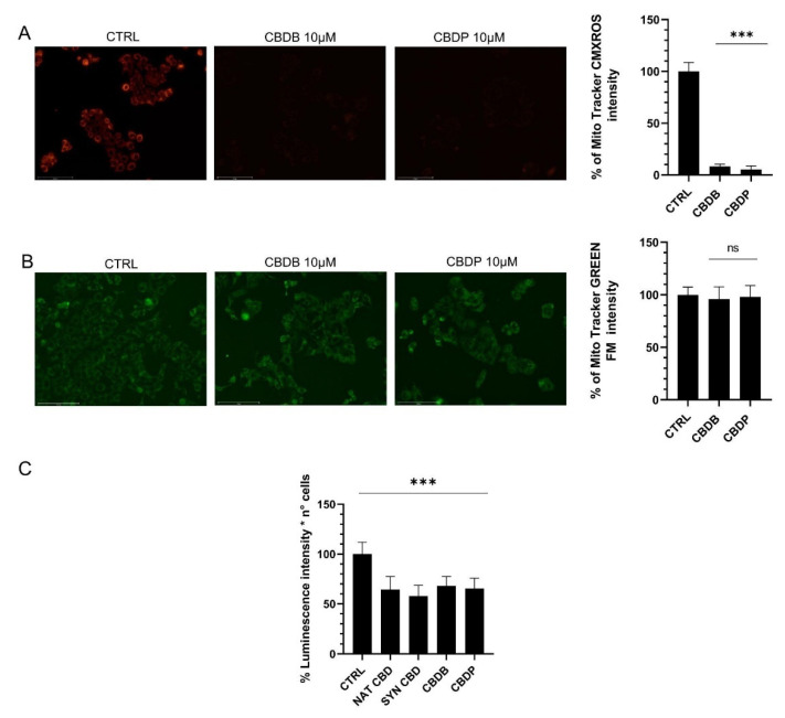 Representative fluorescent images of the mitochondrial function. MCF-7 cells were treated with vehicle (CTRL), CBDB and CBDP (10 µM) for 24 h. (A) Cells were stained with the membrane potential-dependent dye MitoTracker CMXRos. (B) Cells were stained with the MitoTracker Green FM. Both fluorescent markers were imaged with an Evos m7000 fluorescence microscope. Scale bar 150 μm), objective 20x. (C) After treatments, the cellular ATP level was measured with the CellTiter-Glo 2.0 cell viability luminescence assay. Values are the mean ± SD. *** p < 0.001 compared to controls; ns not significant.