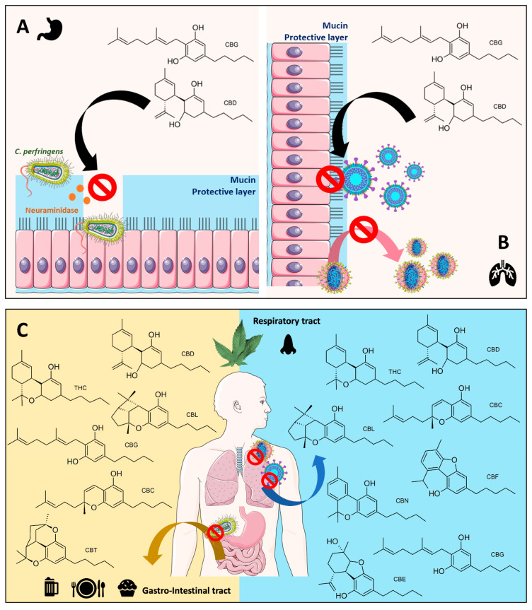 A summary of cannabinoids’ anti-infective mechanisms against gut–lung axis pathogens like C. prefengens, influenza A, and SARS-CoV-2 viruses. (A) Proposed cannabinoids’ antibacterial activity against C. perfringens via inhibiting neuraminidase. (B) Proposed cannabinoids’ antiviral mechanisms against influenza A and SARS-CoV-2 viruses involving mucin, a protective layer. (C) Potential lists of active cannabinoids affecting microbes in human gastro-intestinal and respiratory tract systems. (The figure was partly generated using Servier Medical Art, provided by Servier, licensed under a Creative Commons Attribution 3.0 unported license).