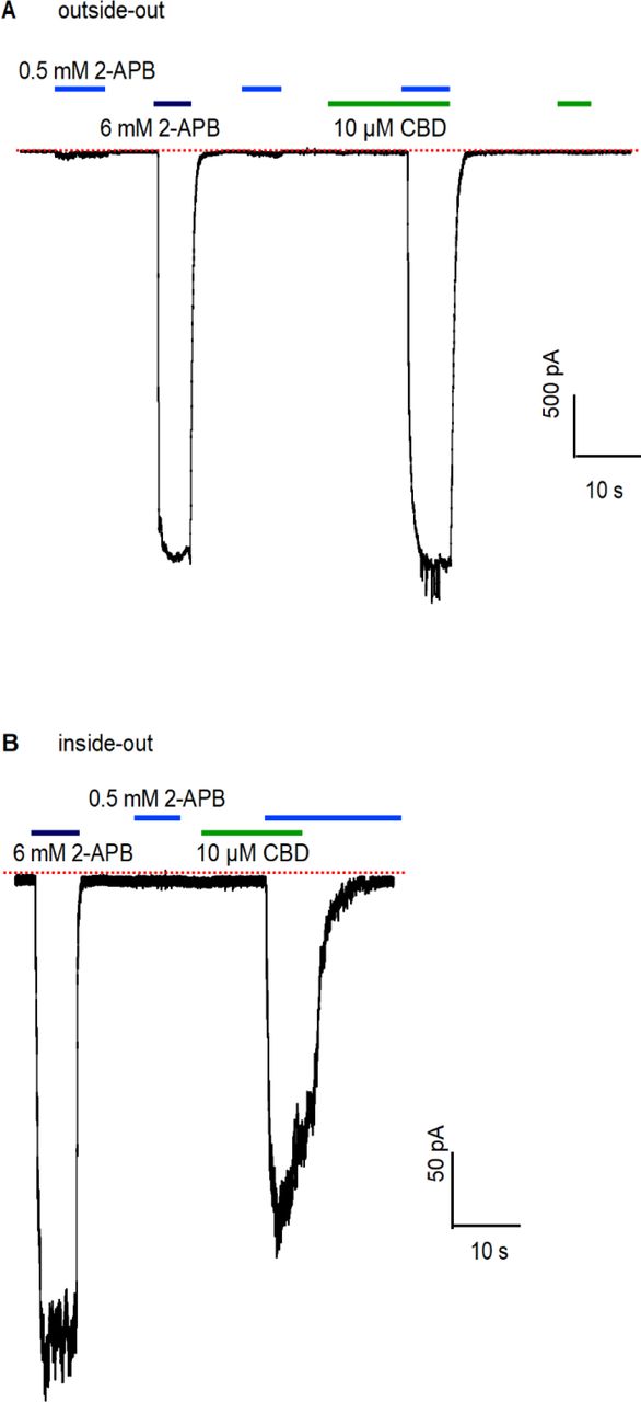 Sensitization of rTRPV2 channels by CBD observed in excised membrane patches. (A)Representative gap-free recording at -80mV obtained from an outside- out patch expressing rTRPV2 channels. The colored horizontal lines denote the duration of exposures to test compounds. The red dotted line denotes the zero-current level. Group data shown in Figure 1H. (B) Representative gap-free recording at -80mV obtained from an inside-out patch expressing rTRPV2 channels. Group data shown in Figure 1H.
