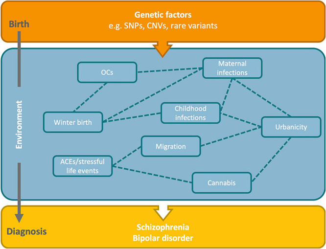 Hypothesized relationships between risk factors and genetics in the development of schizophrenia and bipolar disorder. Genetic factors present from birth may interact with environmental factors across the life course to increase the risk of SZ and BD. There may also be complex interrelationships between the environmental risk factors. Dashed lines indicate potential relationships between the identified environmental risk factors. OCs, obstetric complications; ACEs, adverse childhood experiences; SNPs, single nucleotide polymorphisms; CNVs, copy number variants.
