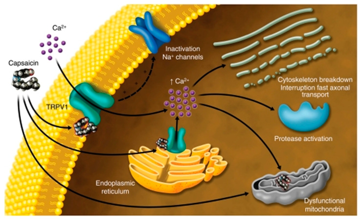 Image depicting capsaicin activation of TRPV1 receptors in the plasma membrane eliciting calcium influx, while activation of endoplasmic reticulum bound TRPV1 receptors elicits release of stored calcium into the cytosol. The effect of terpenes in our study was to block activation of the plasma membrane bound TRPV1 receptors, while the ER bound TRPV1 receptors were unaffected, giving rise to the delayed capsaicin response. Restoration of calcium influx in the presence of the Na+/K+ ATPase inhibitor ouabain indicates that terpenes activate the Na+/K+ ATPase, potentially resulting in hyperpolarization. Image from our publication; see Ref. [33].