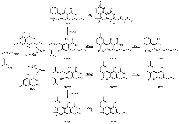 Steps in the biosynthesis of major cannabinoids in C. sativa and C. indica. Metabolites are as follows: GDP—geranyl diphosphate, OA–olivetolic acid, CBGA–cannabigerolic acid, CBDA—cannabidiolic acid, CBD—cannabidiol, THCA—Δ9-tetrahydrocannabinic acid, THC—Δ9-tetrahydrocannabinol, DVA—divarinic acid, CBGVA—cannabigerovaric acid, CBDVA—cannabidivarinic acid, CBV—cannabivarin, THVA—tetrahydrocannabivarinic acid, THV—tetrahydrocannabivarin. Enzymes are as follows: GOT—geranylpyrophosphate:olivetolate geranyl transferase, THCAS—tetrahydrocannabinolic acid synthase, CBDAS—cannabidiolic acid synthase, THCAS—tetrahydrocannabinolic acid synthase, CBDAS—cannabidiolic acid synthase. The traditional name Δ9-THC is used in the text while the monoterpene numbering scheme is used in this figure. OPP indicates a diphosphate group.